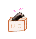 フェレットのまぶちゃん（個別スタンプ：22）
