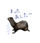 フェレットのまぶちゃん（個別スタンプ：24）