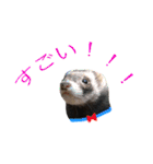 フェレットのまぶちゃん（個別スタンプ：25）