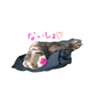 フェレットのまぶちゃん（個別スタンプ：26）