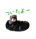フェレットのまぶちゃん（個別スタンプ：28）