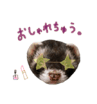 フェレットのまぶちゃん（個別スタンプ：30）