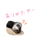 フェレットのまぶちゃん（個別スタンプ：32）
