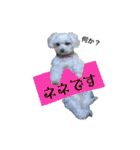 マルチーズ にしき（個別スタンプ：11）