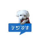 マルチーズ にしき（個別スタンプ：12）