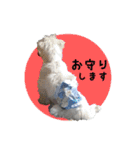 マルチーズ にしき（個別スタンプ：20）