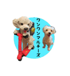 マルチーズ にしき（個別スタンプ：27）