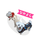 マルチーズ にしき（個別スタンプ：28）
