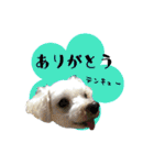 マルチーズ にしき（個別スタンプ：31）
