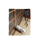 マルチーズ にしき（個別スタンプ：39）