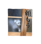 マルチーズ にしき（個別スタンプ：40）