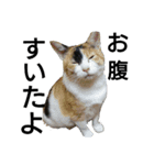 実写猫2（個別スタンプ：1）