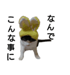 実写猫2（個別スタンプ：2）