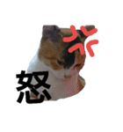 実写猫2（個別スタンプ：6）