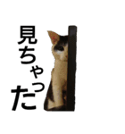 実写猫2（個別スタンプ：7）
