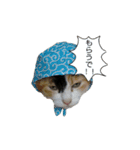 実写猫2（個別スタンプ：9）