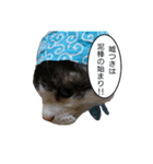 実写猫2（個別スタンプ：10）