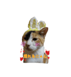 実写猫2（個別スタンプ：11）