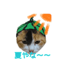 実写猫2（個別スタンプ：12）