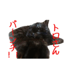 実写猫2（個別スタンプ：13）