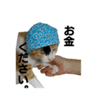 実写猫2（個別スタンプ：14）