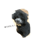 ワンコとインコ（個別スタンプ：4）