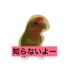 ワンコとインコ（個別スタンプ：8）