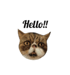 猫まみれスタンプ①ねこランド（個別スタンプ：1）