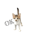 猫まみれスタンプ①ねこランド（個別スタンプ：3）