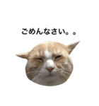 猫まみれスタンプ①ねこランド（個別スタンプ：4）