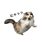 猫まみれスタンプ①ねこランド（個別スタンプ：7）