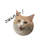 猫まみれスタンプ①ねこランド（個別スタンプ：8）