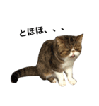 猫まみれスタンプ①ねこランド（個別スタンプ：10）