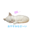 猫まみれスタンプ①ねこランド（個別スタンプ：11）