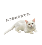 猫まみれスタンプ①ねこランド（個別スタンプ：12）
