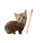 猫まみれスタンプ①ねこランド（個別スタンプ：13）