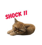 猫まみれスタンプ①ねこランド（個別スタンプ：14）