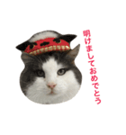 猫まみれスタンプ①ねこランド（個別スタンプ：15）