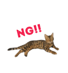 猫まみれスタンプ①ねこランド（個別スタンプ：16）