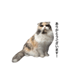 猫まみれスタンプ②ねこランド（個別スタンプ：1）