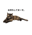 猫まみれスタンプ②ねこランド（個別スタンプ：3）