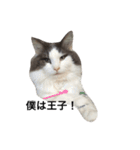 猫まみれスタンプ②ねこランド（個別スタンプ：4）