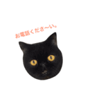 猫まみれスタンプ②ねこランド（個別スタンプ：7）
