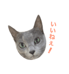 猫まみれスタンプ②ねこランド（個別スタンプ：10）