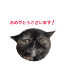 猫まみれスタンプ②ねこランド（個別スタンプ：11）