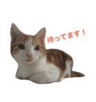 猫まみれスタンプ②ねこランド（個別スタンプ：12）