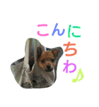 雑種のむーやん 2（個別スタンプ：1）