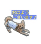 雑種のむーやん 2（個別スタンプ：4）