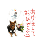 雑種のむーやん 2（個別スタンプ：5）