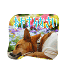 雑種のむーやん 2（個別スタンプ：10）